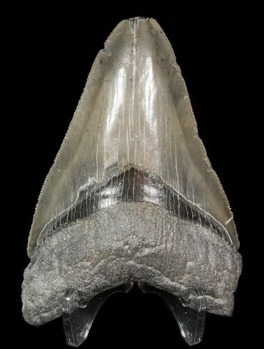 Serrated, Fossil Megalodon Tooth - South Carolina #51081